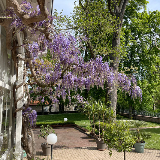 Jardin romantique pour mariage en plein air à la Villa du Parc à Mulhouse